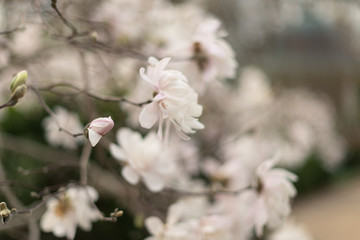 stellata magnolia flower on a branch in the Spring. 