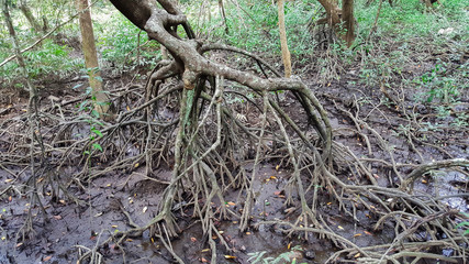 mangrove forest in thailand