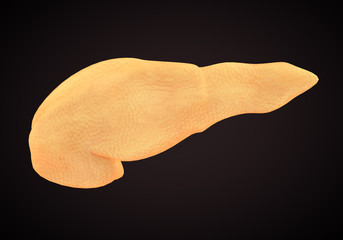 Human Pancreas Anatomy Illustration