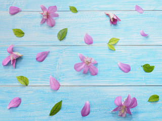 Pink orchid on blue wood background.