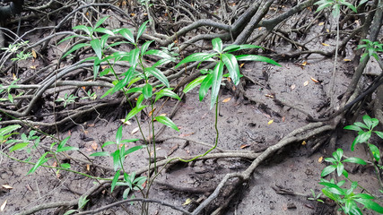 mangrove forest in thailand
