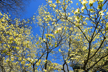 Flowering Dogwood Flowers On Tree Branch Against Clear Blue Sky. Early Spring Background
