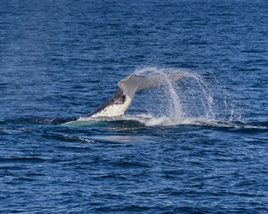 Humpback Whale Tail (Megaptera novaeangliae), Port Stephens, NSW