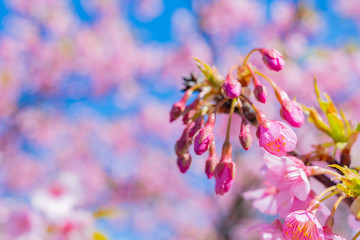 河津桜　春イメージ