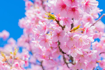 河津桜　春イメージ