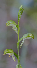Close-up of Tall Greenhood Orchid (Pterostylis longifolia) - native to Australia - approx 10mm dia