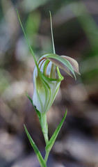Obraz premium Close-up of Cobra Greenhood Orchid (Pterostylis grandiflora) - endemic to Australia - approx 20mm dia