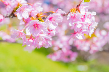 河津桜　春イメージ