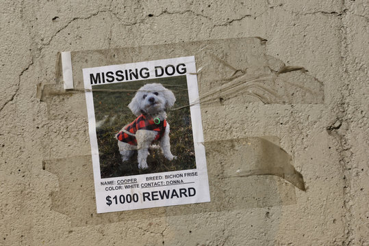 Poster taped to a concrete wall for a beloved missing pet dog a white Bichon Frise with offer of reward money