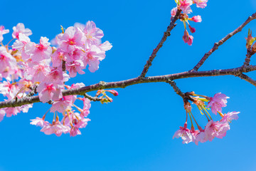 河津桜　春イメージ