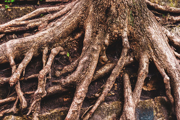 Old brown tree roots sagging over an old wall of granite stones