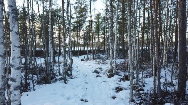 Footage of Frozen forest and swamp in Lapland Finland Lappi!
