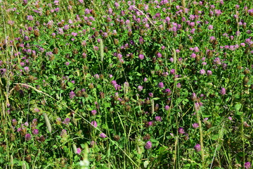 green field of flowers