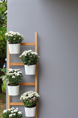 white flower in pot plant hanging wooden jack ladder decoration on gray wall