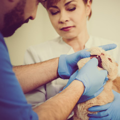 Obraz premium Closeup photo of male veterinarian inspecting the eyes of Scottish Fold cat in clinic