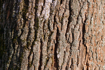 Obraz premium Old tree bark texture background close up. Brown color toned
