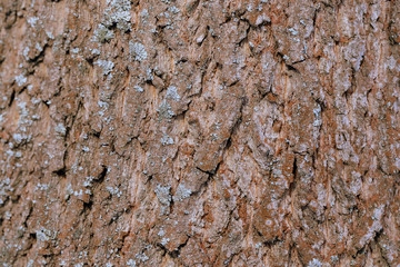 Old tree bark texture background close up. Brown color toned