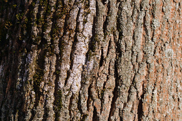 Old tree bark texture background close up. Brown color toned