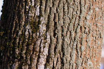 Old tree bark texture background close up. Brown color toned