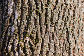 Old tree bark texture background close up. Brown color toned
