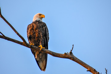 Bald eagle