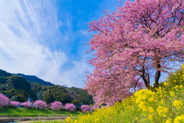 河津桜　静岡県賀茂郡南伊豆町　みなみの桜と菜の花まつり