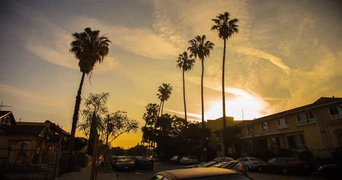 Palm Trees Row Silhouette Los Angeles