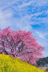 河津桜　静岡県賀茂郡南伊豆町　みなみの桜と菜の花まつり