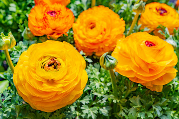 ラナンキュラス