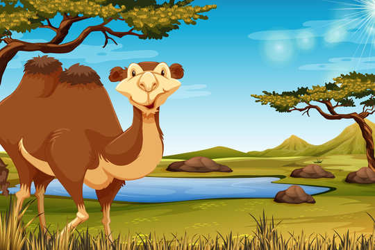 A camel in savana