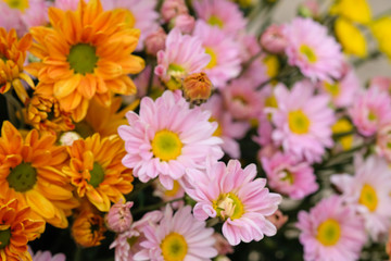 Colorful flowers chrysanthemum made with gradient for background,Abstract,texture,Soft and Blurred style.postcard.