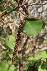 tree with seeds