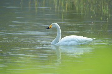 Obraz premium ハクチョウ SWAN