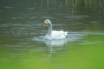 ハクチョウ　SWAN