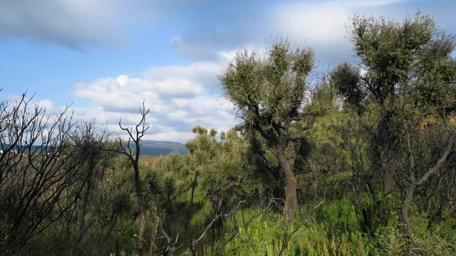 Recently burned Mediterranean forest growing back. Static shot, clouds in the background