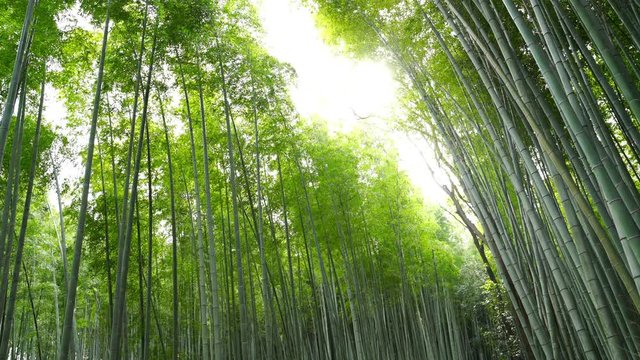京都・嵐山・竹林