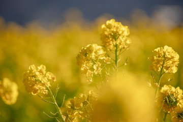 Field of rape blossoms, road of rape field 2019, Kamogawa-city, Chiba, Japan