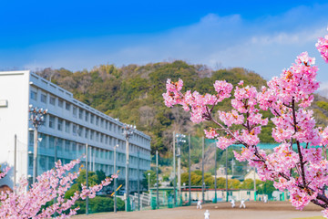 学校と桜のある風景　河津桜　春イメージ