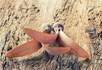 Winged of Dipterocarpus seeds on wood background