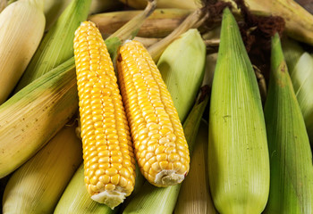 Close up pile of fresh sweet corn