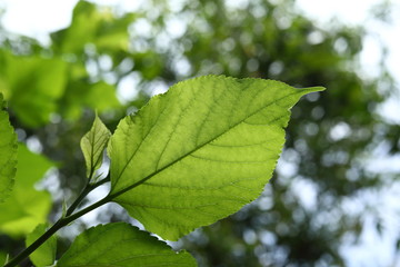 green leaf nature texture