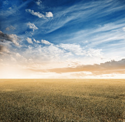 in the fields