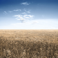 autumn fields