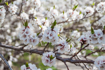 Tree branch with flowers.