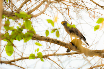 Peregrine Falcon with its prey