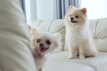 puppy pomeranian and chihuahua dog cute pet happy smile