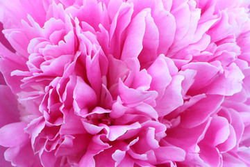 Pink Peony, natural background