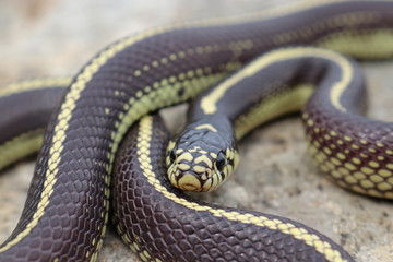 Close-up of California Kingsnake (Lampropeltis californiae)