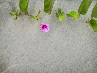 Sandy background for frame texture design.