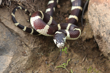Banded California Kingsnake Lampropeltis californiae